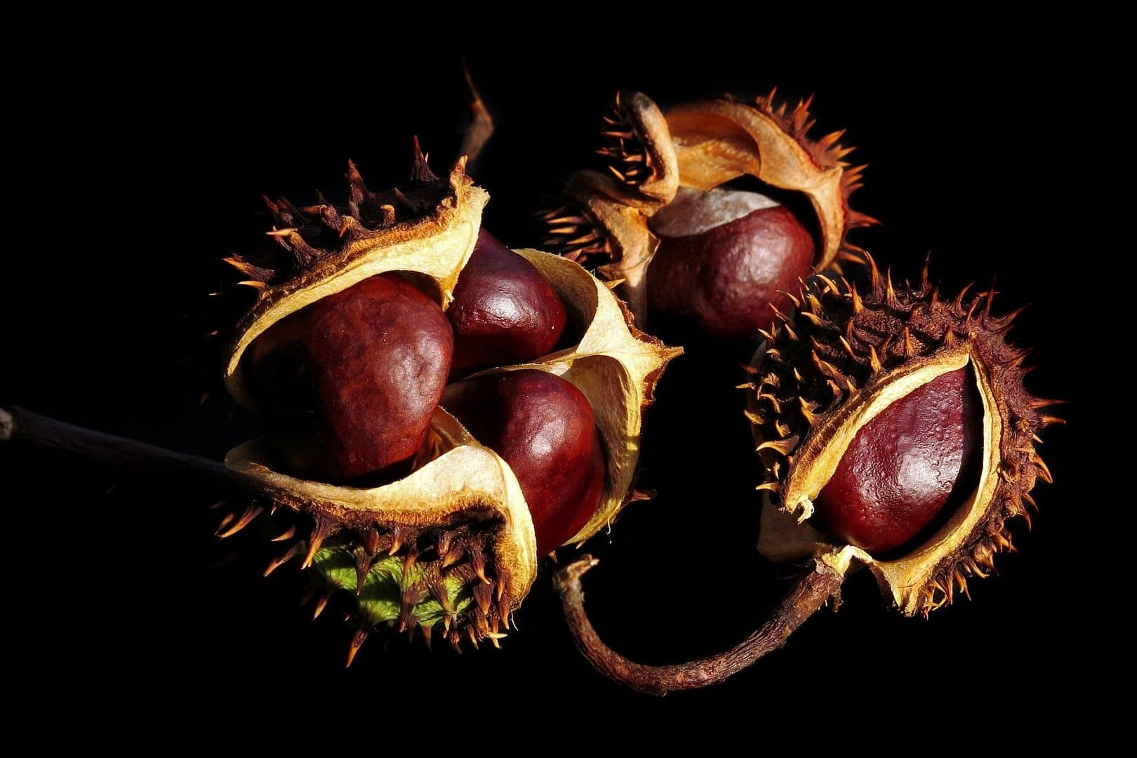 Couleur Marron : signification, symbolique & utilisations