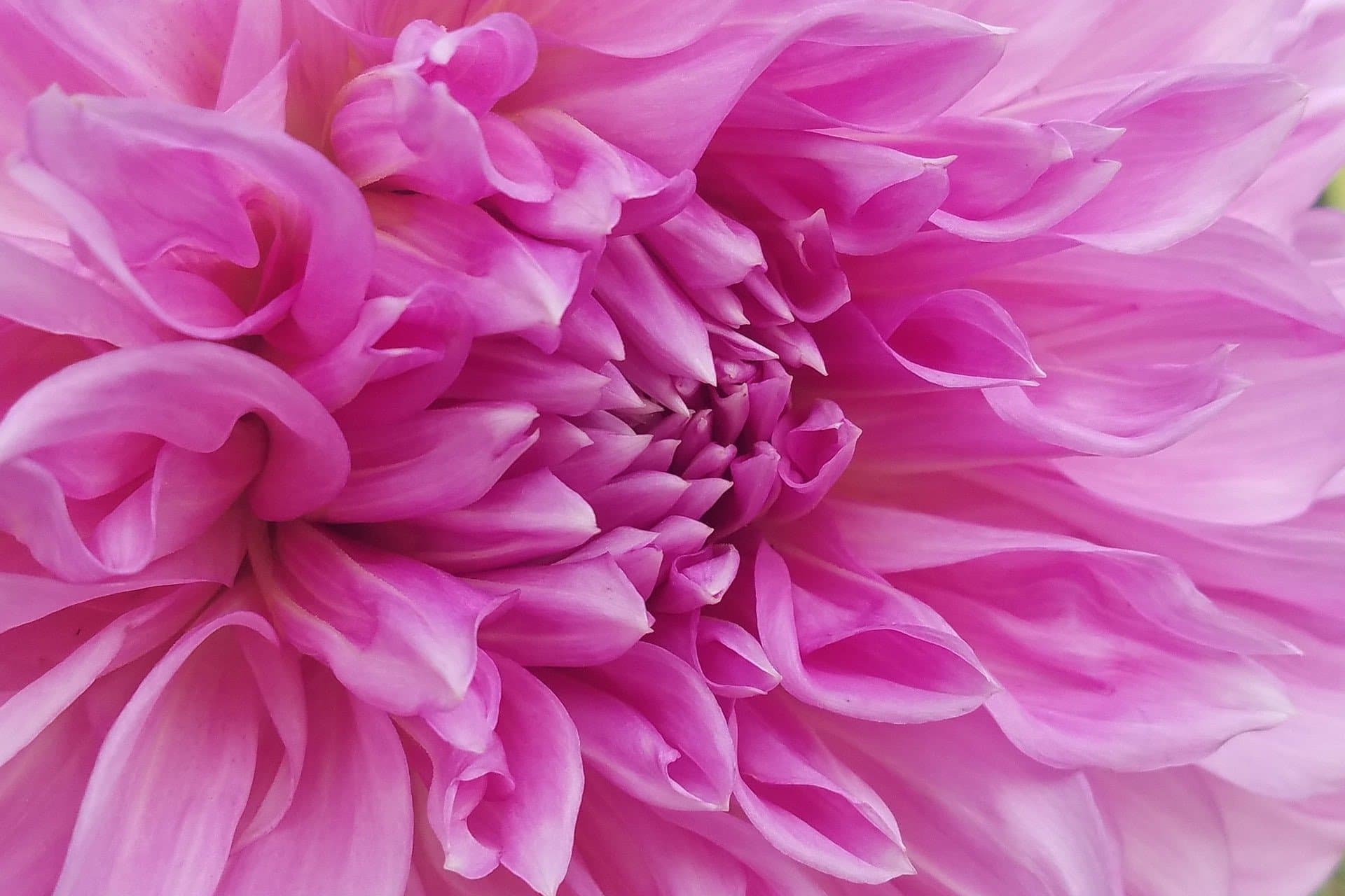 Couleur rose : signification, symbolique & usages marketing