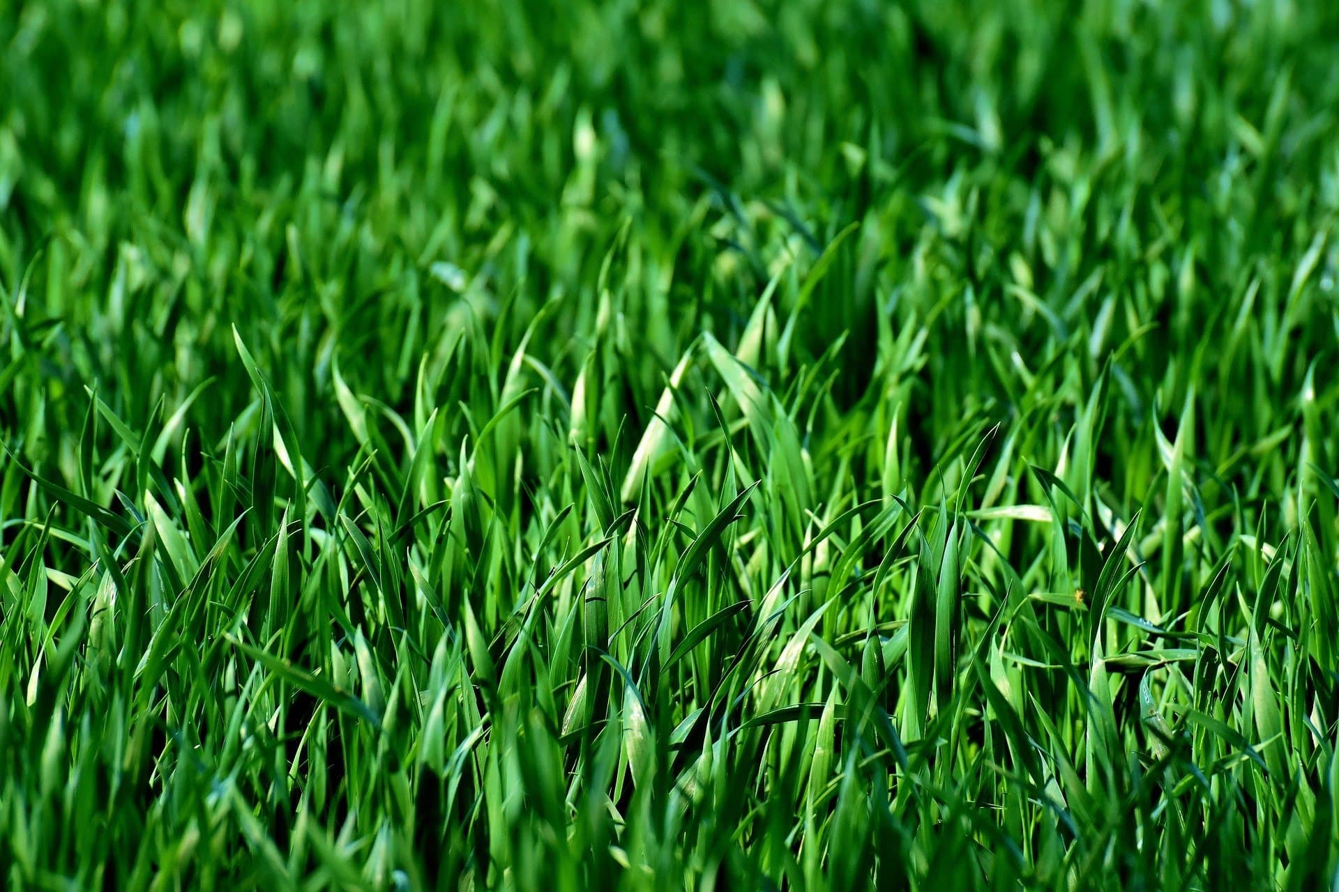 Vert : signification, symbolique & usages